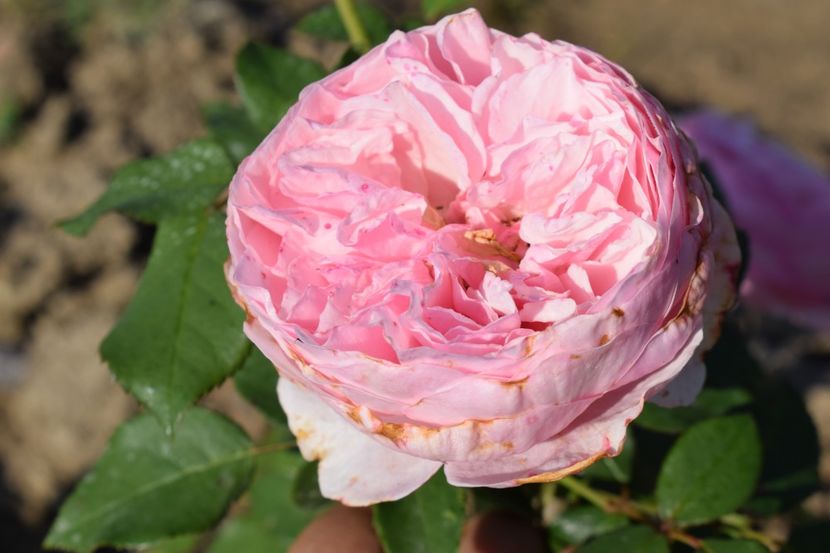  - TRANDAFIRI VARA 2018 V