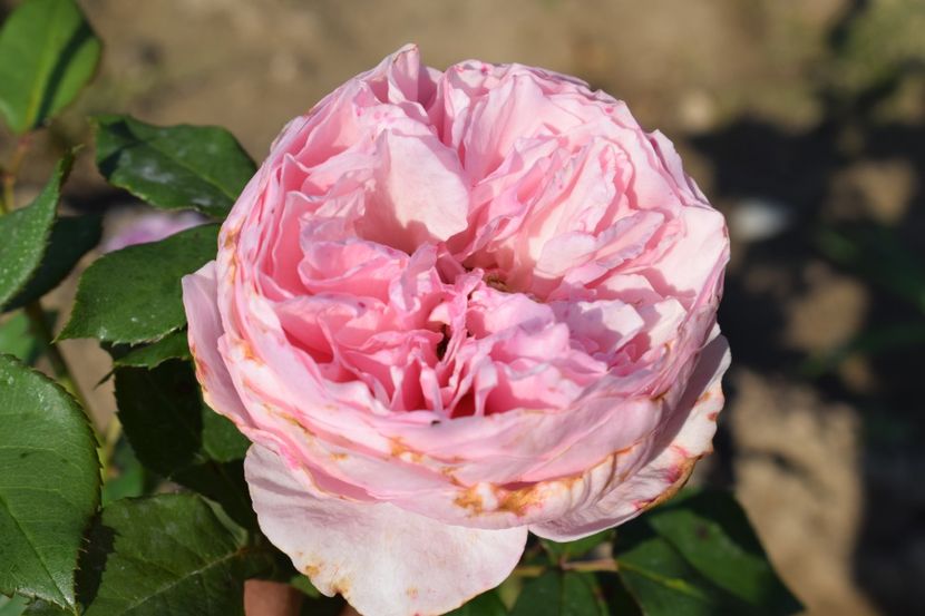  - TRANDAFIRI VARA 2018 V