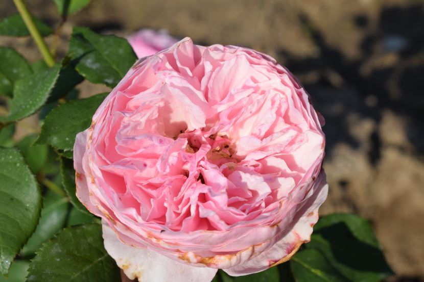  - TRANDAFIRI VARA 2018 V