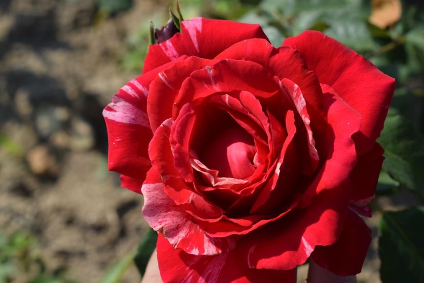  - TRANDAFIRI VARA 2018 V