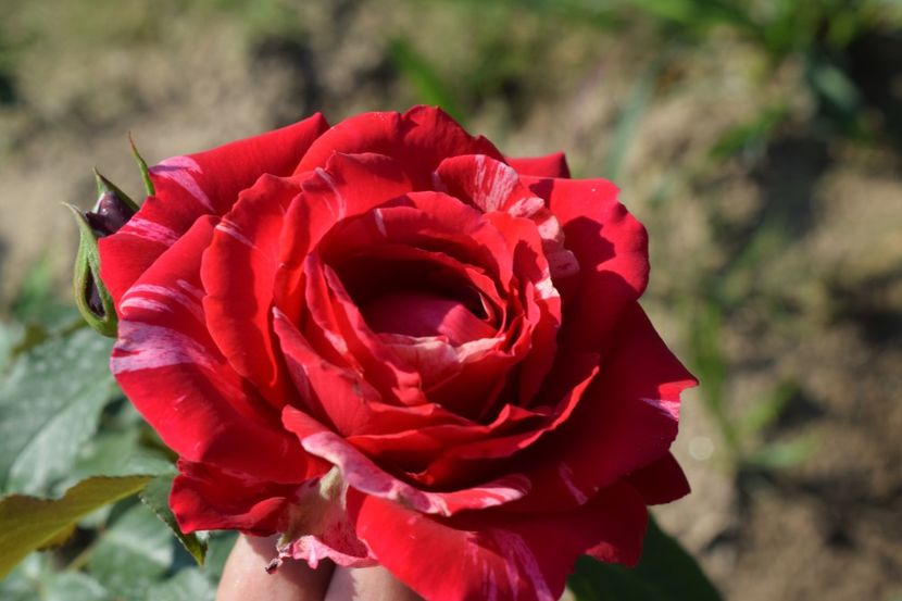  - TRANDAFIRI VARA 2018 V