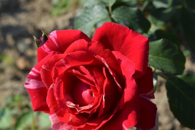  - TRANDAFIRI VARA 2018 V