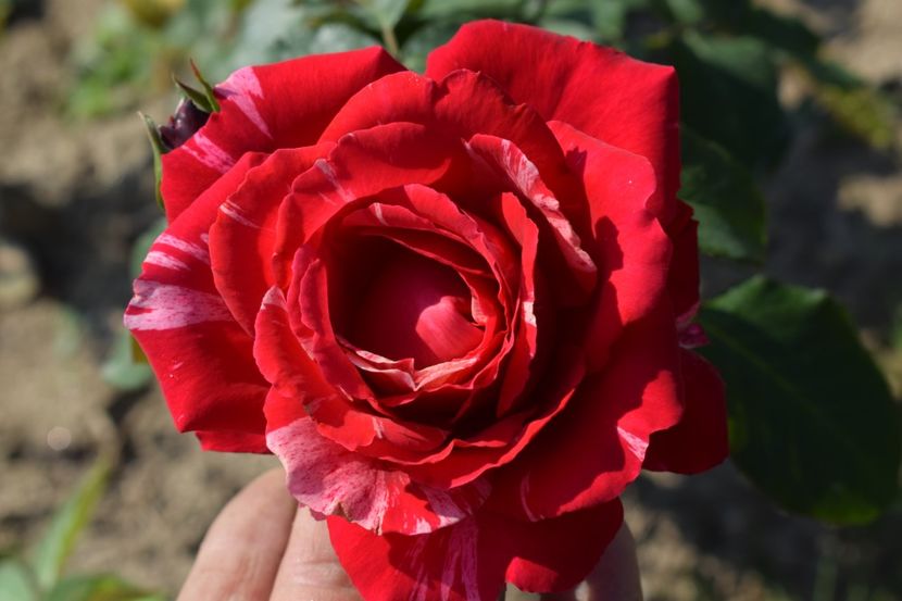  - TRANDAFIRI VARA 2018 V