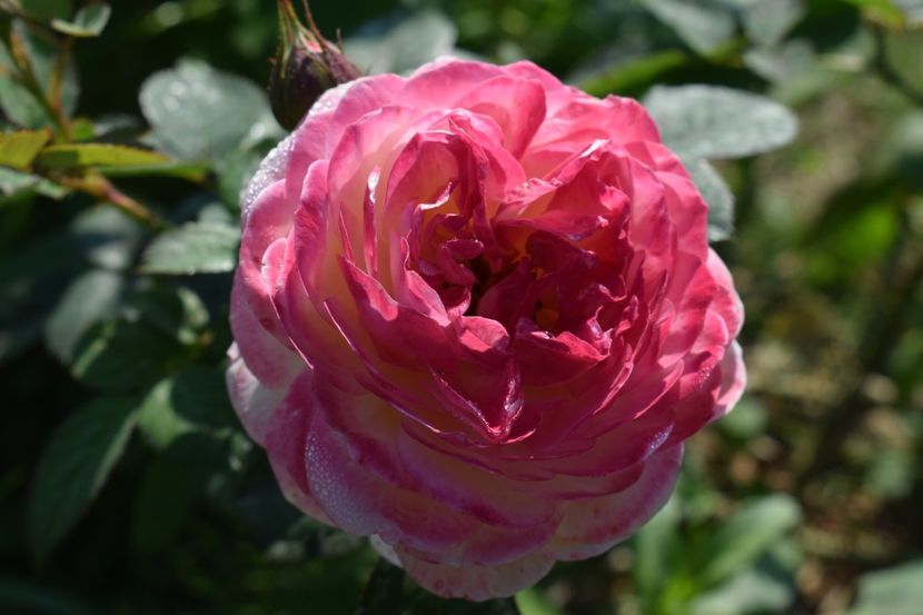  - TRANDAFIRI VARA 2018 V