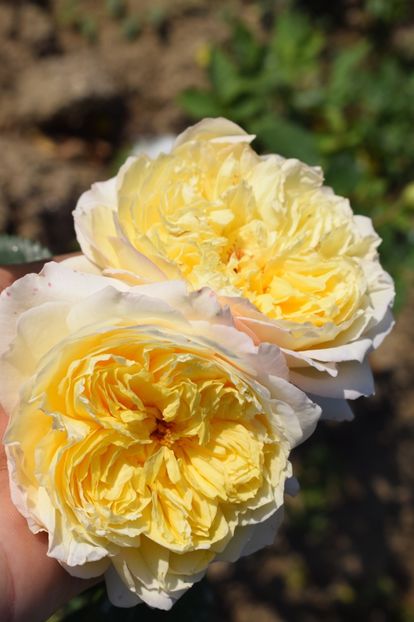  - TRANDAFIRI VARA 2018 V