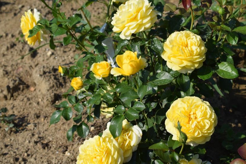  - TRANDAFIRI VARA 2018 V