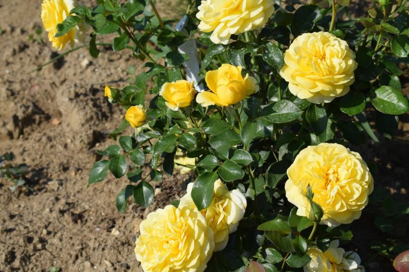  - TRANDAFIRI VARA 2018 V