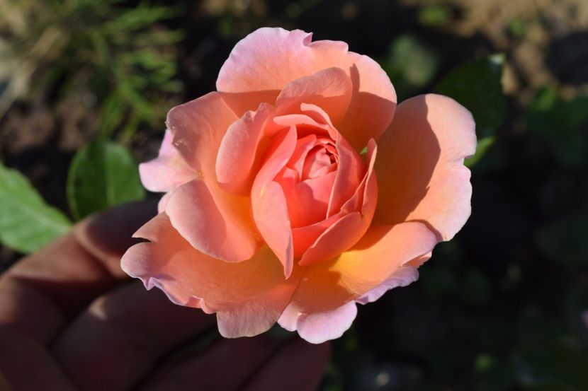  - TRANDAFIRI VARA 2018 V