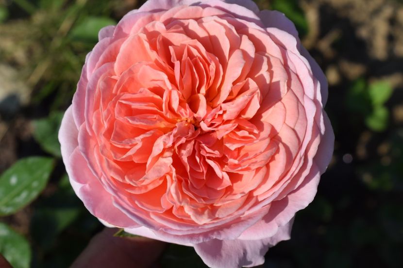  - TRANDAFIRI VARA 2018 V