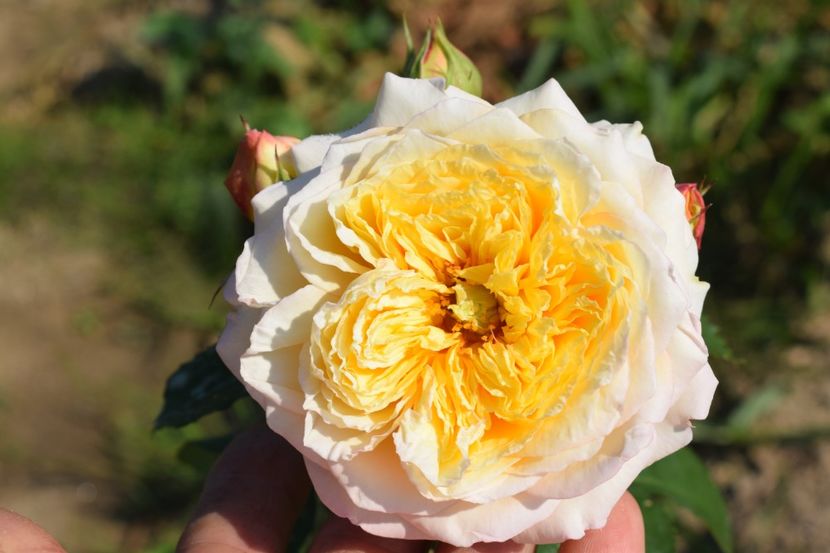  - TRANDAFIRI VARA 2018 V