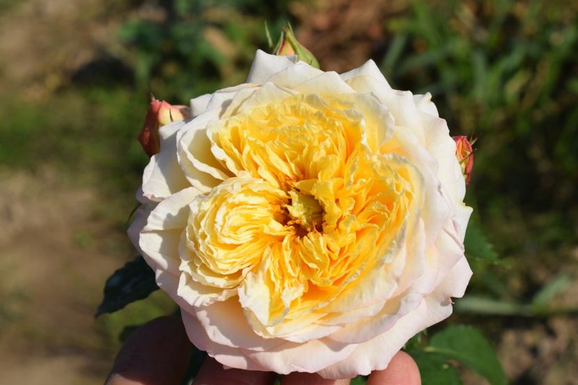  - TRANDAFIRI VARA 2018 V