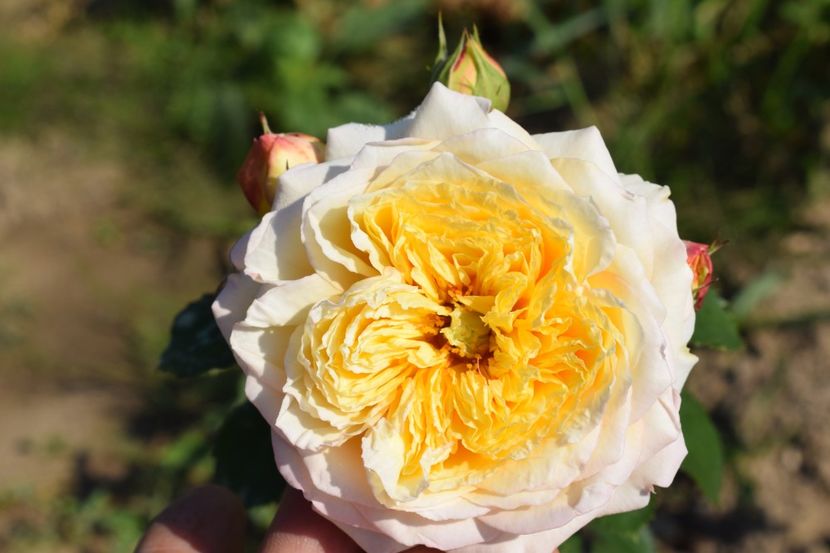  - TRANDAFIRI VARA 2018 V