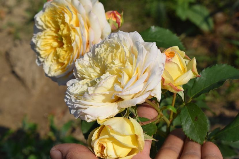  - TRANDAFIRI VARA 2018 V