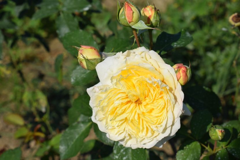  - TRANDAFIRI VARA 2018 V