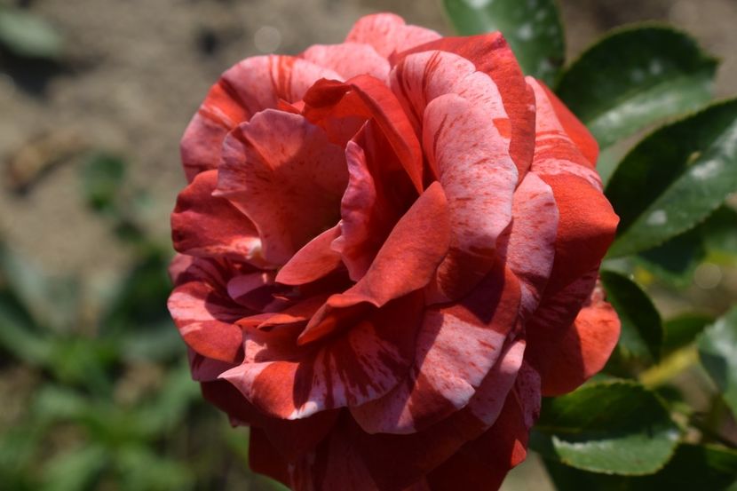  - TRANDAFIRI VARA 2018 V