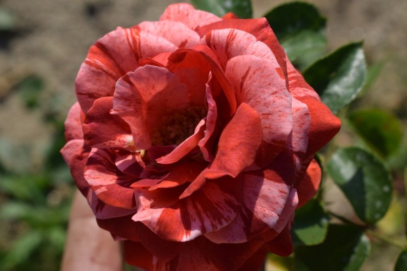  - TRANDAFIRI VARA 2018 V