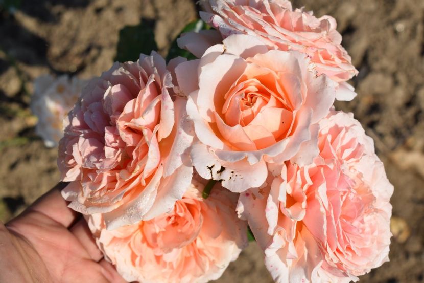  - TRANDAFIRI VARA 2018 V