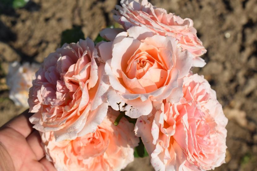  - TRANDAFIRI VARA 2018 V