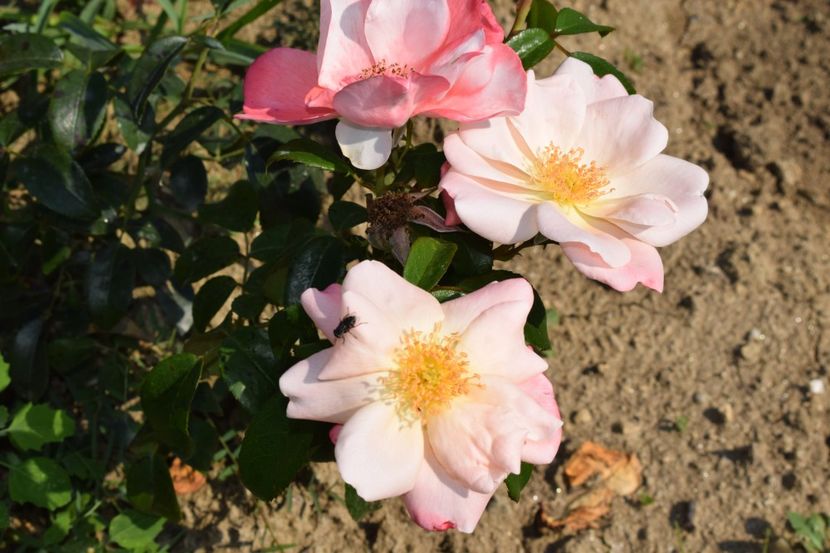  - TRANDAFIRI VARA 2018 V