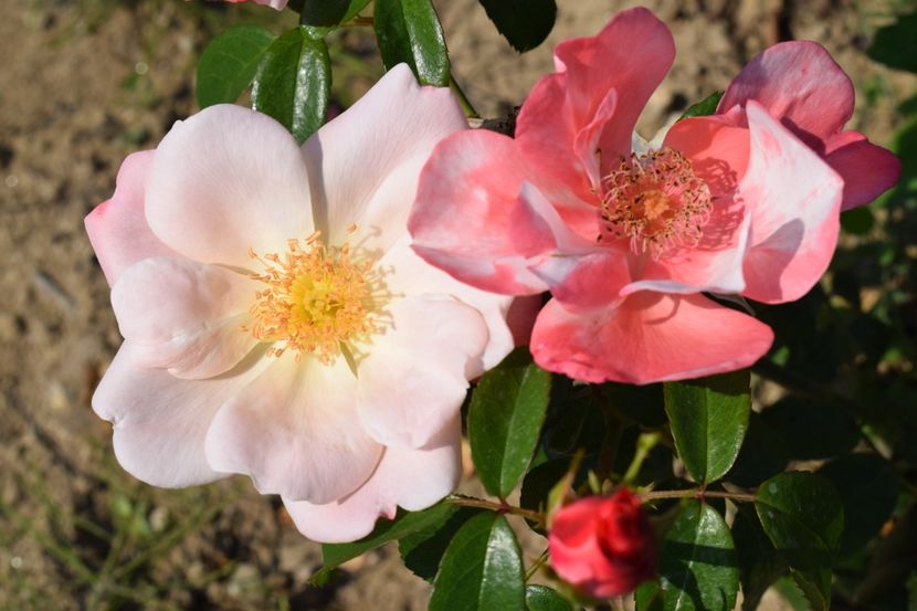  - TRANDAFIRI VARA 2018 V