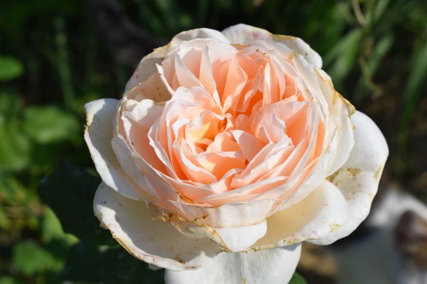  - TRANDAFIRI VARA 2018 V