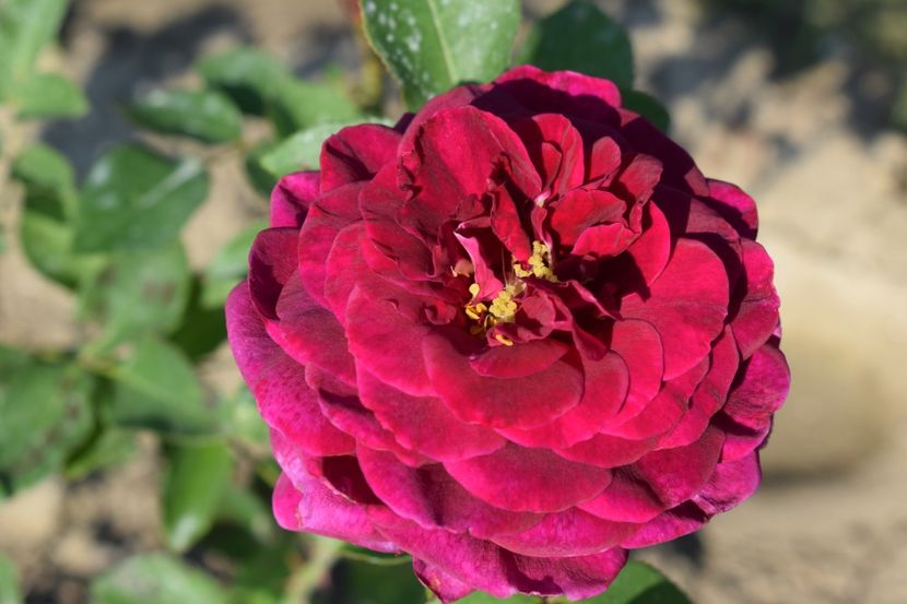  - TRANDAFIRI VARA 2018 V