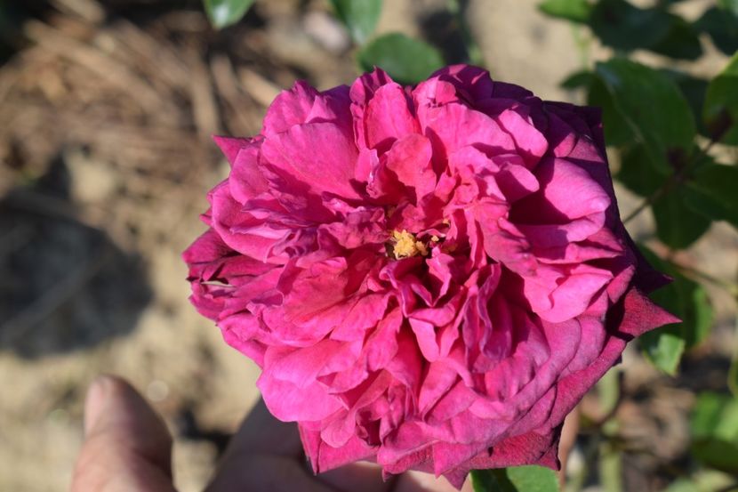  - TRANDAFIRI VARA 2018 V