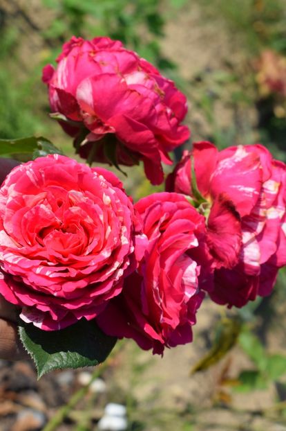  - TRANDAFIRI VARA 2018 V