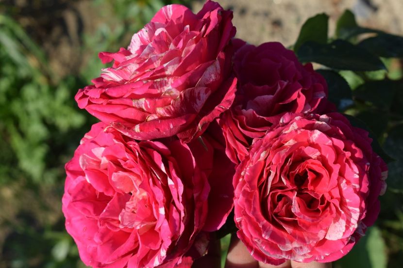  - TRANDAFIRI VARA 2018 V