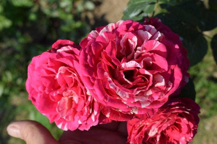  - TRANDAFIRI VARA 2018 V