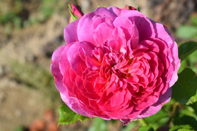  - TRANDAFIRI VARA 2018 V