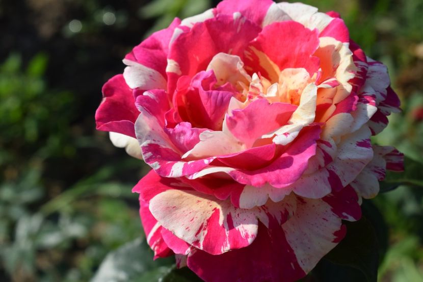  - TRANDAFIRI VARA 2018 V