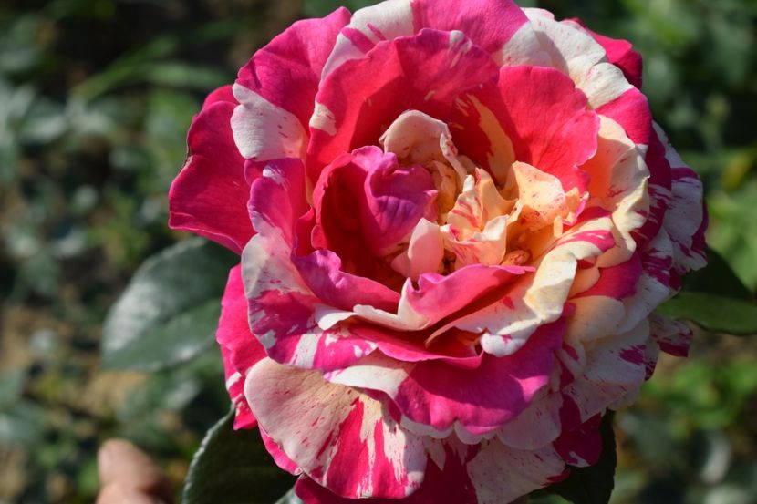  - TRANDAFIRI VARA 2018 V