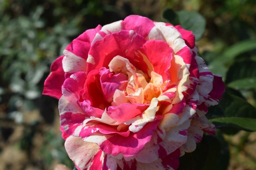  - TRANDAFIRI VARA 2018 V