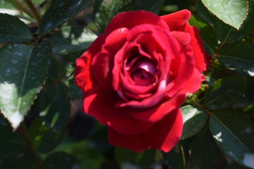  - TRANDAFIRI VARA 2018 V