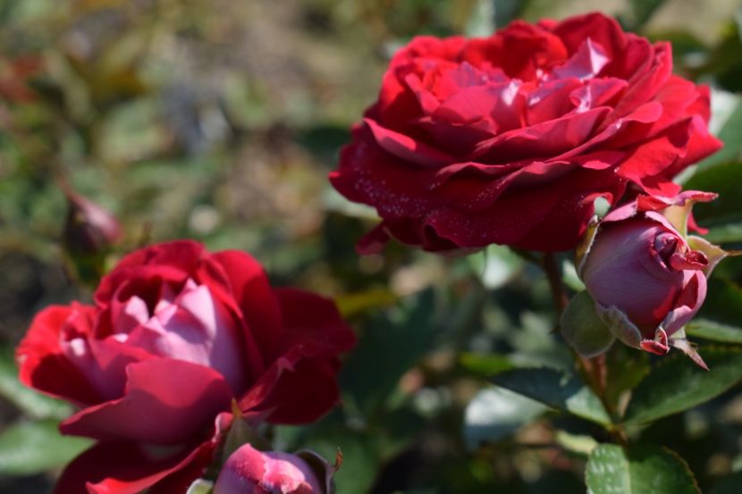  - TRANDAFIRI VARA 2018 V