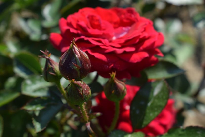  - TRANDAFIRI VARA 2018 V