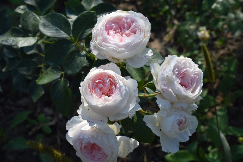  - TRANDAFIRI VARA 2018 V