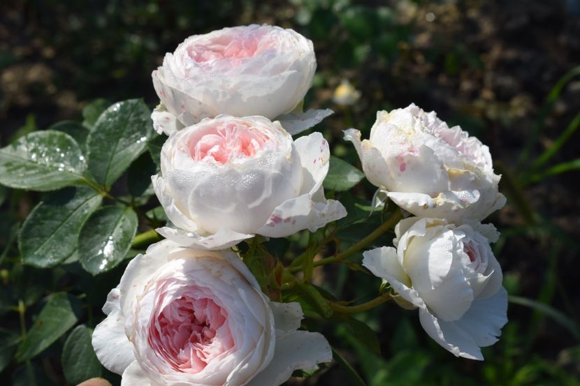  - TRANDAFIRI VARA 2018 V