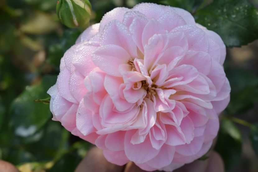  - TRANDAFIRI VARA 2018 V