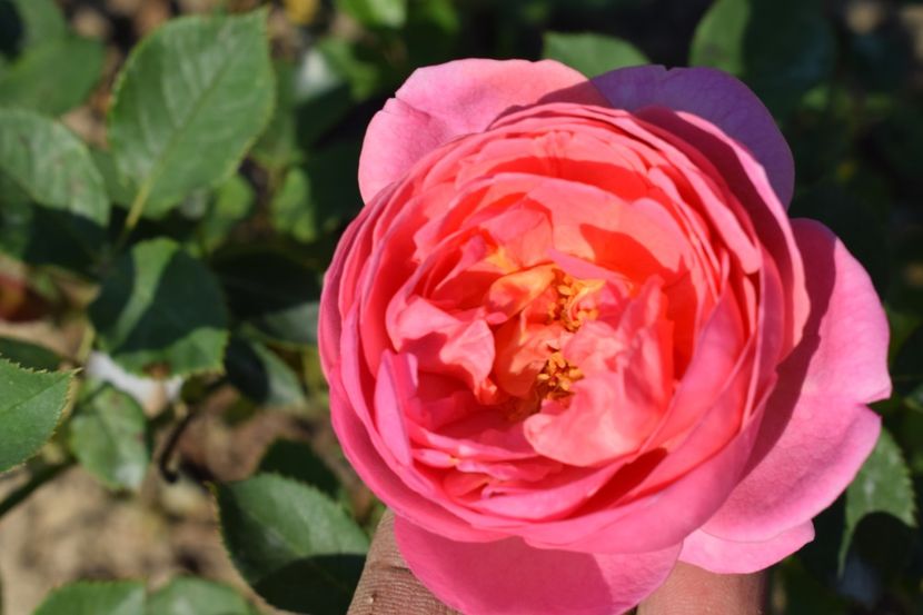  - TRANDAFIRI VARA 2018 V