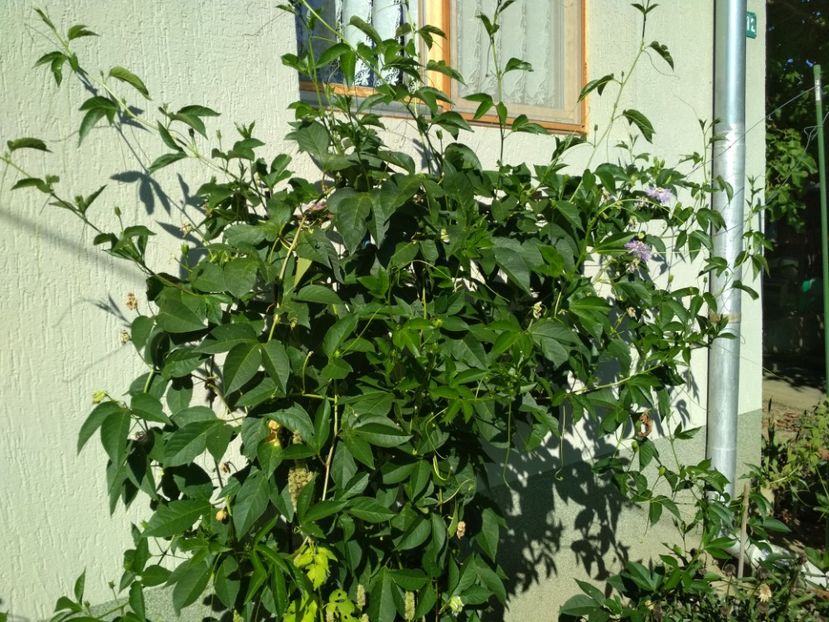  - Passiflora incarnata