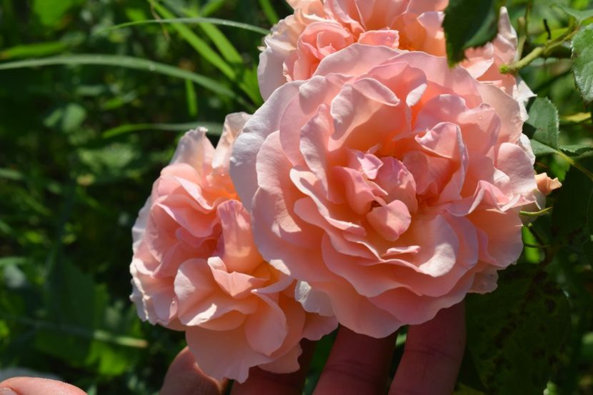  - TRANDAFIRI VARA 2018 V