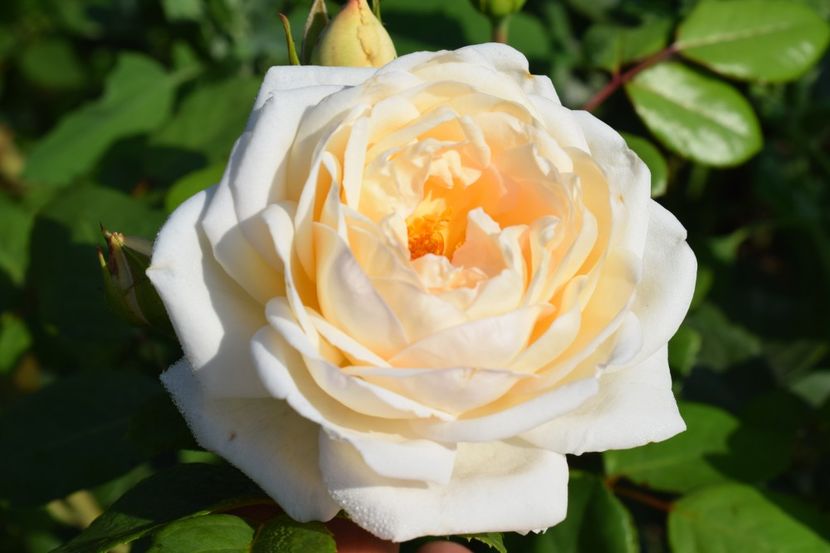  - TRANDAFIRI VARA 2018 V