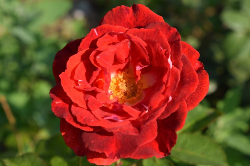  - TRANDAFIRI VARA 2018 V