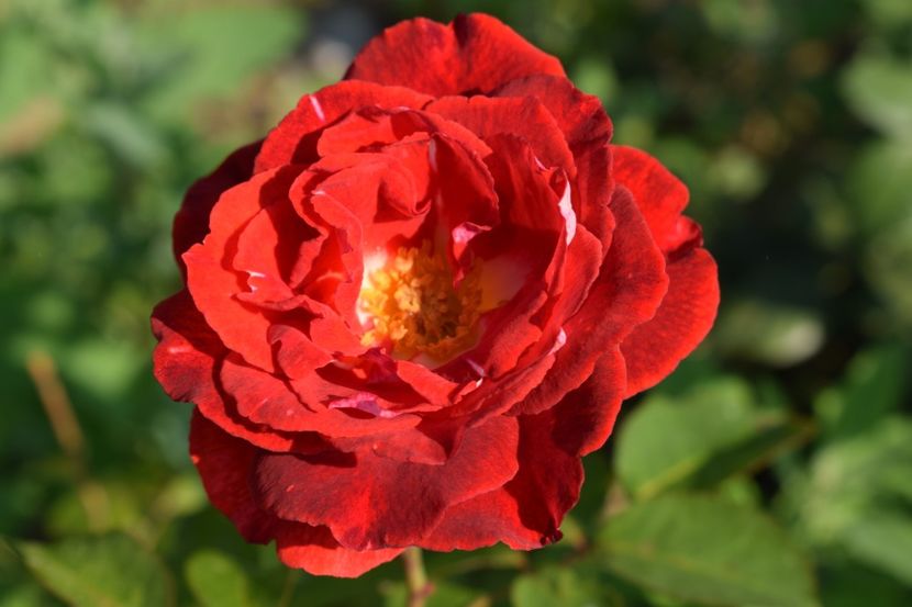  - TRANDAFIRI VARA 2018 V