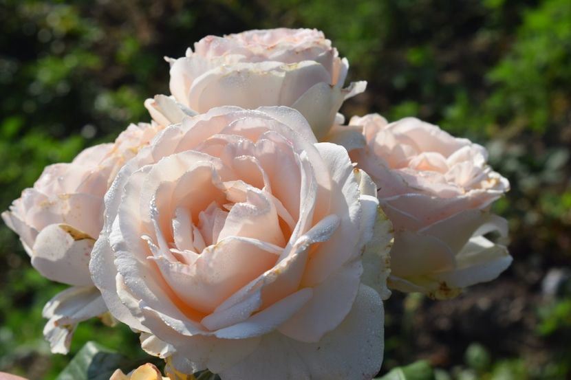  - TRANDAFIRI VARA 2018 V