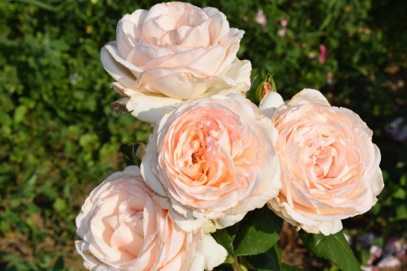  - TRANDAFIRI VARA 2018 V