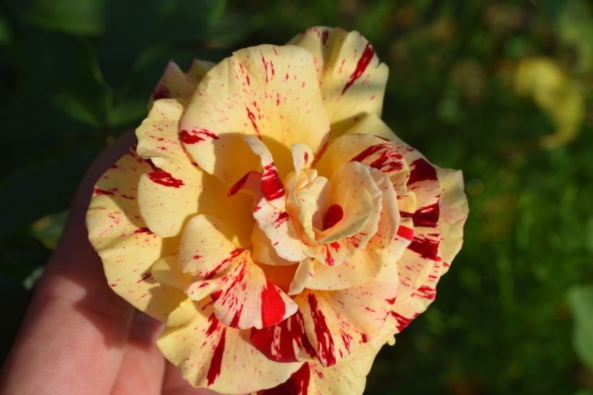  - TRANDAFIRI VARA 2018 V