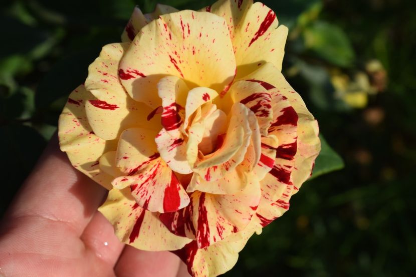  - TRANDAFIRI VARA 2018 V